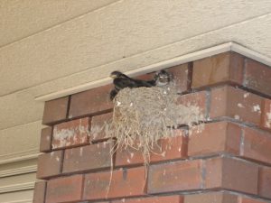 IMG_0050