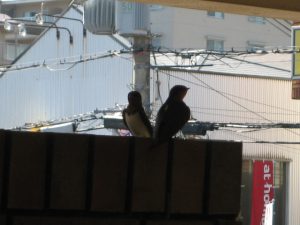 IMG_0052