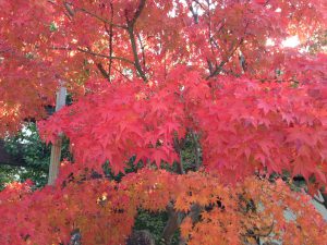 紅葉　写真