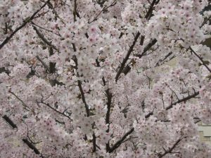 IMG_1407