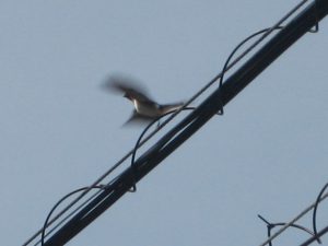 IMG_1484