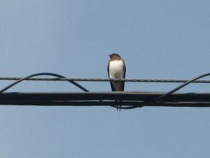 IMG_1487