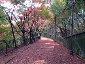 紅葉情報　宝塚市　塔の町
