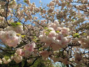 宝塚市 めまい 鍼灸