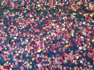紅葉情報　宝塚市　塔の町